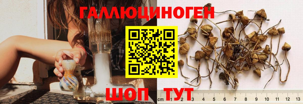 Тосно  Псилоцибиновые грибы Magic Shrooms  как найти закладки  Вход с VPN 